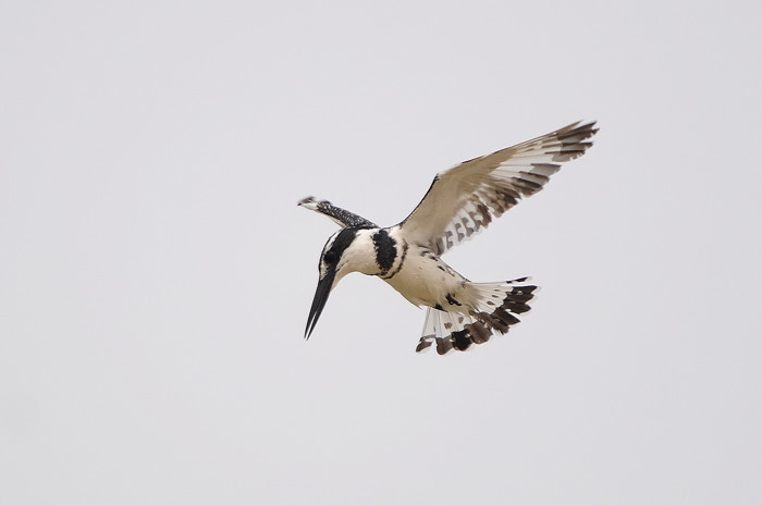 Bonte IJsvogel 3.jpg